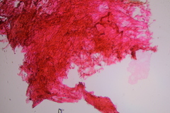 Gymnopilus subearlei