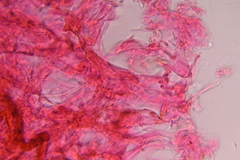 Gymnopilus subearlei