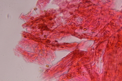 Gymnopilus subearlei