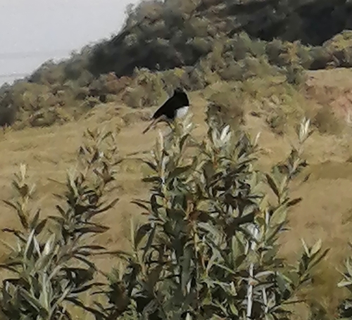 Abyssinian Wheatear (Oenanthe lugubris), photo 7
