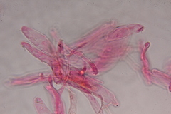 Gymnopilus subearlei