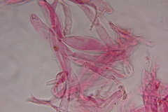 Gymnopilus subearlei