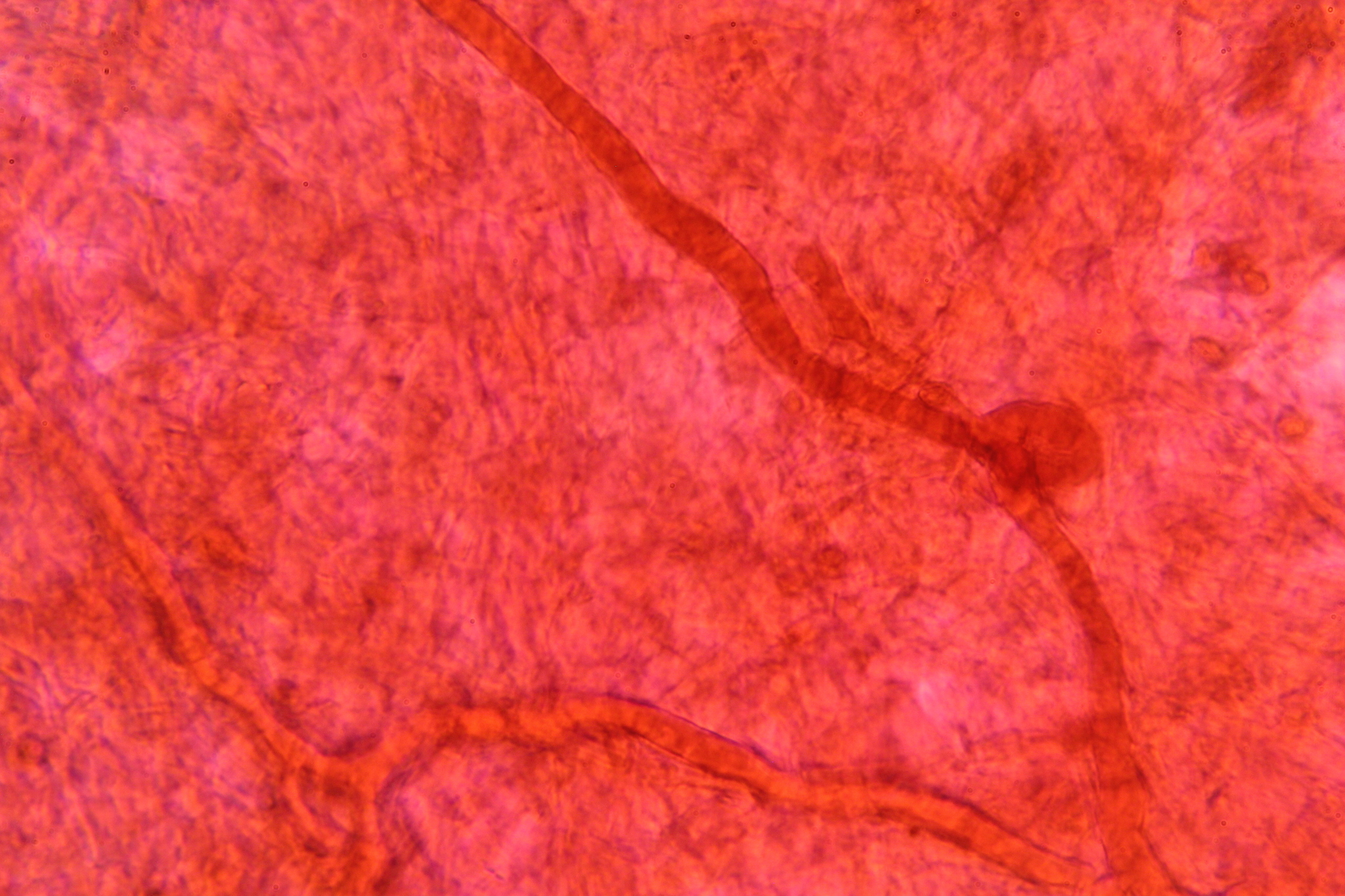 Gymnopilus subearlei image