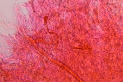 Gymnopilus subearlei