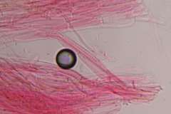 Gymnopilus subearlei