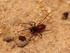 Ostearius melanopygius