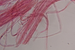 Gymnopilus subearlei