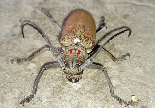 Mango Stem Borer