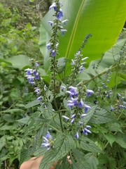 Salvia connivens