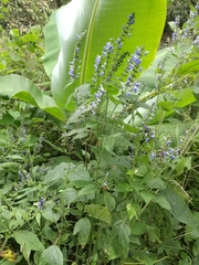 Salvia connivens