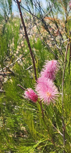 Pink Pokers (Grevillea petrophiloides)