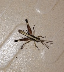 Phlaeoba angustidorsis