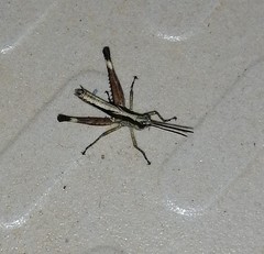 Phlaeoba angustidorsis