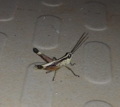 Phlaeoba angustidorsis