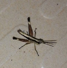 Phlaeoba angustidorsis