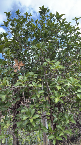 Myrsine lanaiensis observed 2025-10-02
