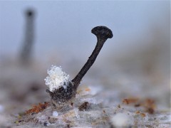 Chaenothecopsis lecanactidis
