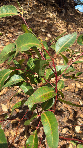 Eucalyptus robusta observed 2025-09-29
