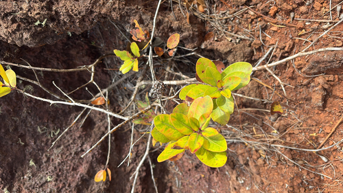 Metrosideros polymorpha observed 2025-09-29