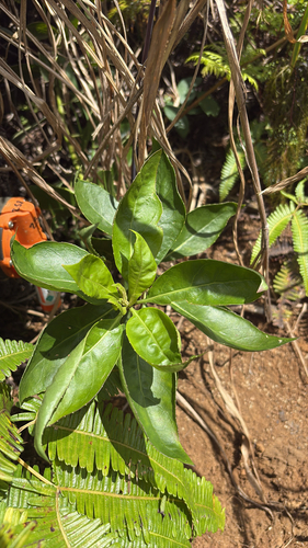 Scaevola chamissoniana observed 2025-09-17