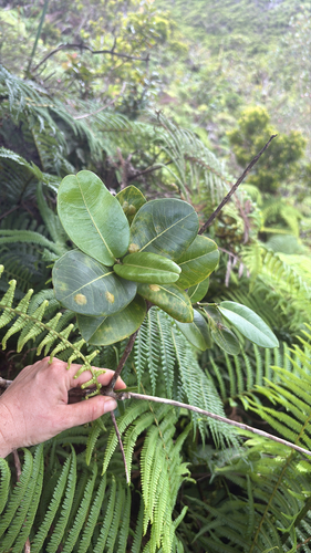 Melicope munroi observed 2025-09-17