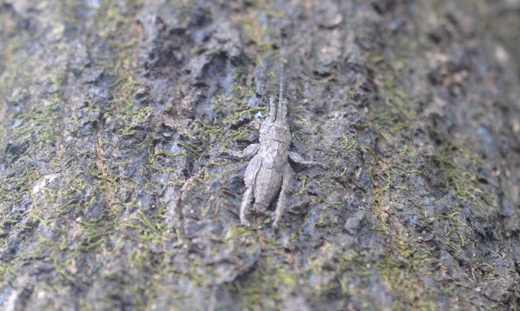 Katydids from Thevally, Kollam, Kerala, India on October 1, 2025 at 04: ...