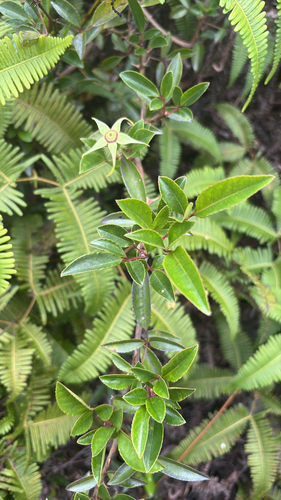 Rosa laevigata observed 2025-09-17