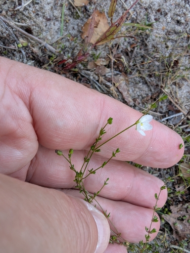Knotted Pearlwort (Sagina nodosa)