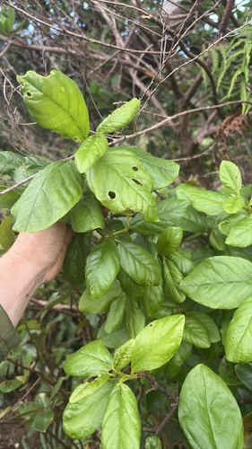 Wikstroemia bicornuta observed 2025-09-17