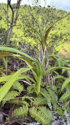 Dianella sandwicensis observed 2025-09-17