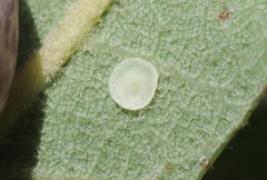 Andricus discalis