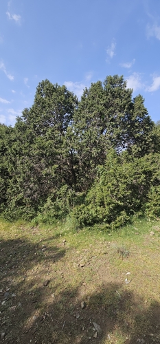 Juniperus procera