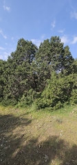 Juniperus procera, photograph (c) Jacky Judas, some rights reserved (CC BY)