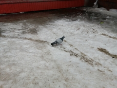 Columba livia domestica