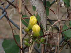 Merremia gemella