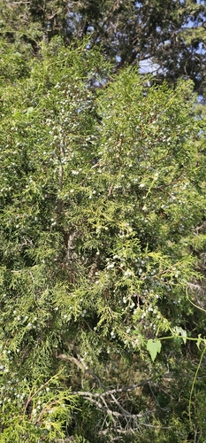 Juniperus procera, photograph 2