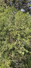 Juniperus procera, photograph (c) Jacky Judas, some rights reserved (CC BY)