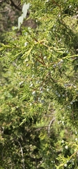 Juniperus procera, photograph (c) Jacky Judas, some rights reserved (CC BY)