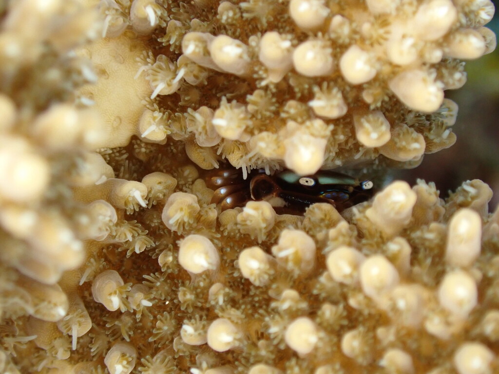 Tetralia cinctipes