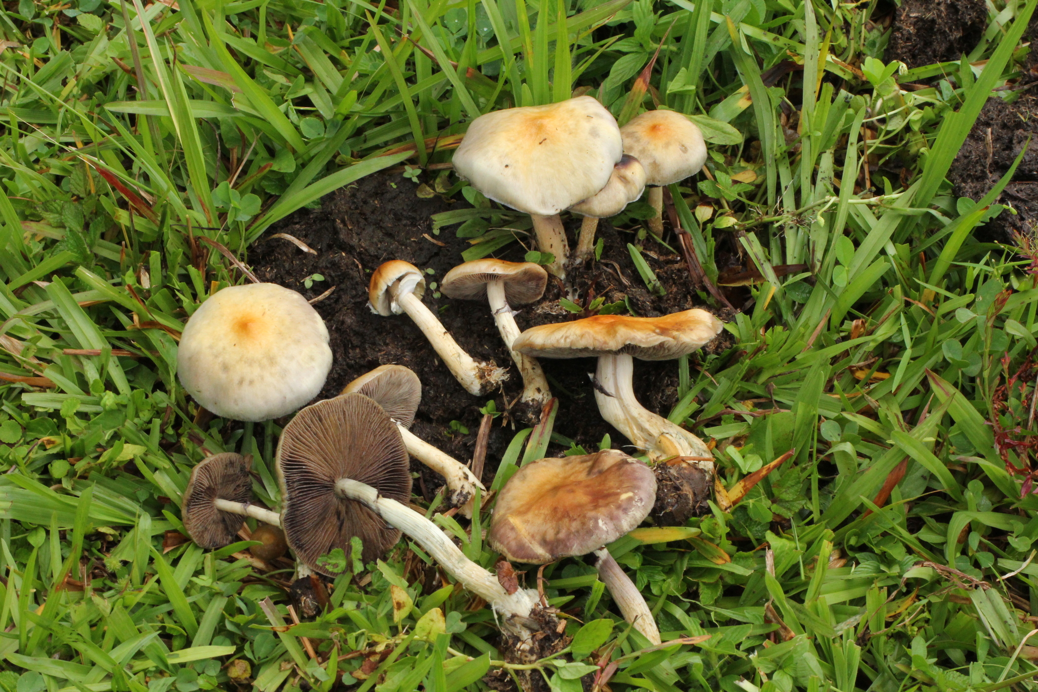 Psilocybe cubensis image