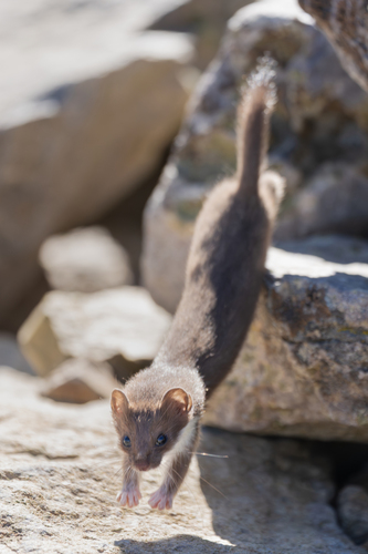 American Ermine, photo 3 of 10