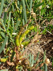 Acacia cupularis