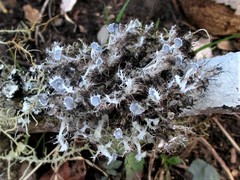 Heterodermia echinata