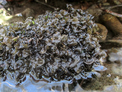 Peltigera hydrothyria