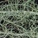 Usnea angulata - Photo (c) troy_mcmullin, some rights reserved (CC BY-NC), uploaded by troy_mcmullin