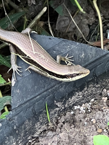 Longtail Mabuya