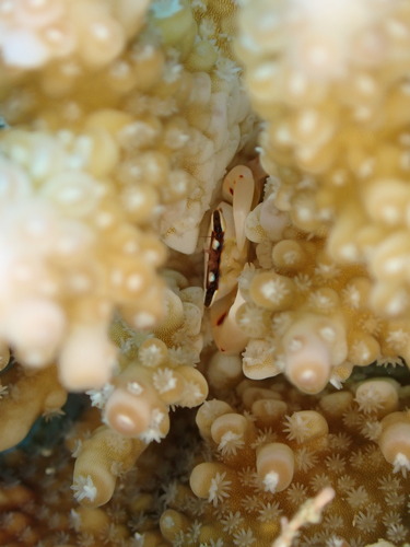 Tetralia ocucaerulea observed 2025-06-25
