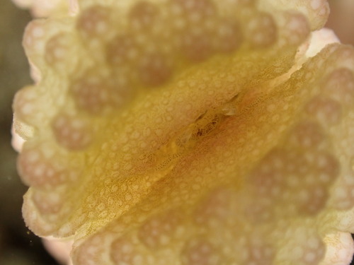 Hapalocarcinus marsupialis observed 2025-06-25