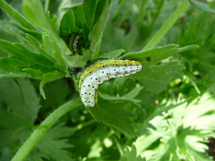 Euchalcia variabilis