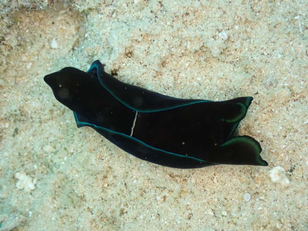 Gardiner's Headshield Slug